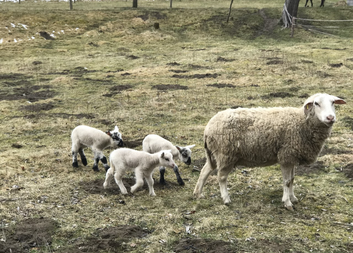 COVID-19 a Velikonoce