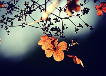 Zářijové Charitní listy