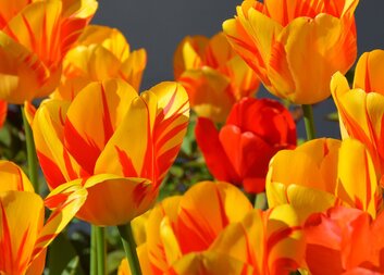 Květiny pro každou ženu