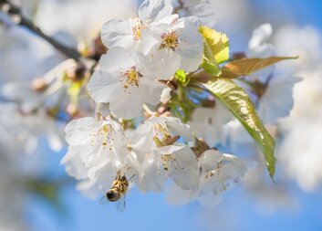 Výlet za krásami květin