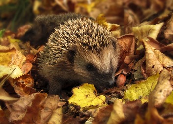 Listopadové výlety nezklamou